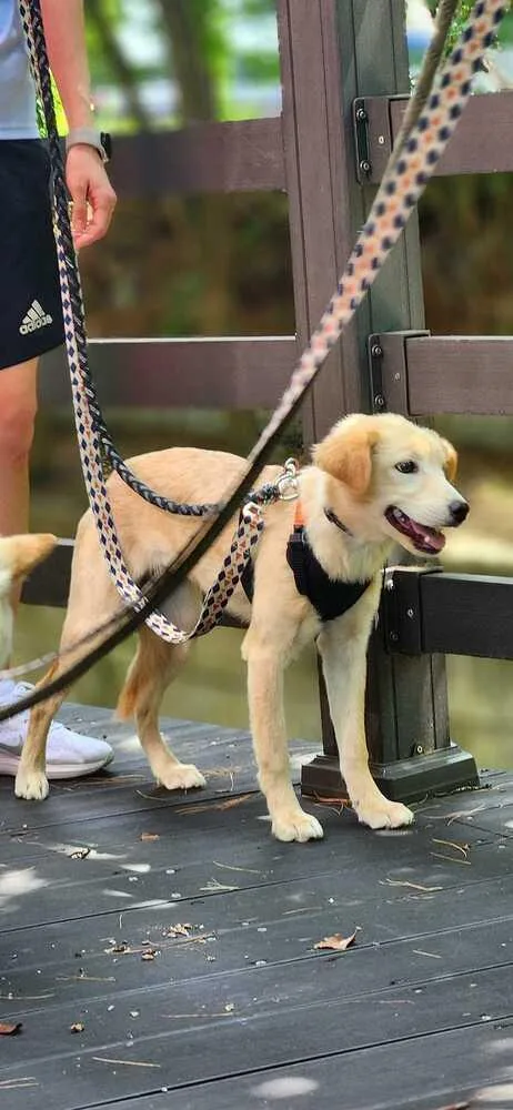 A baby small-sized female Jindo dog named Cori for adoption in Long Island City, NY
