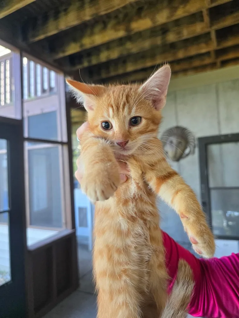 A baby medium-sized male Orange / Red Domestic Short Hair cat named Alpha for adoption in Manhattan, KS