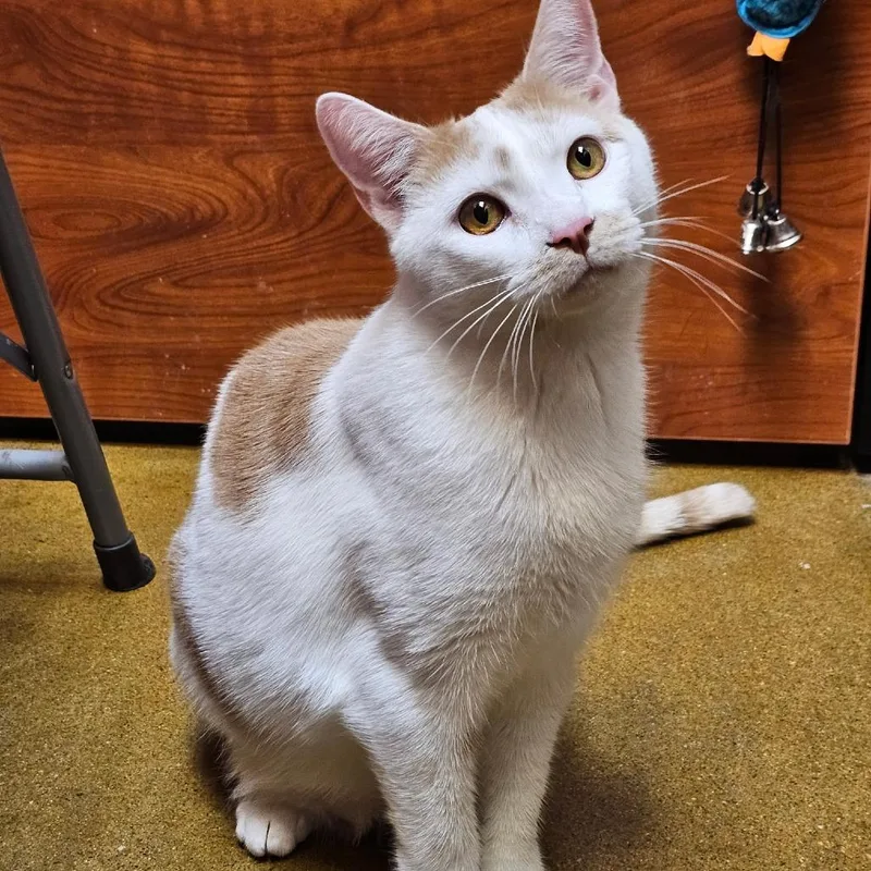 A young small-sized male Domestic Short Hair cat named Tucker for adoption in Fairfax, VA