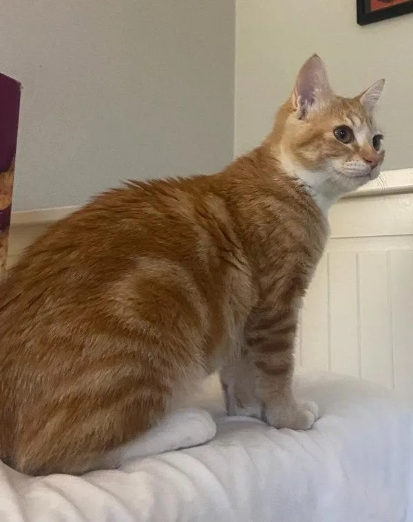 A baby small-sized female Domestic Short Hair cat named Bo Peep for adoption in Bonsall, CA