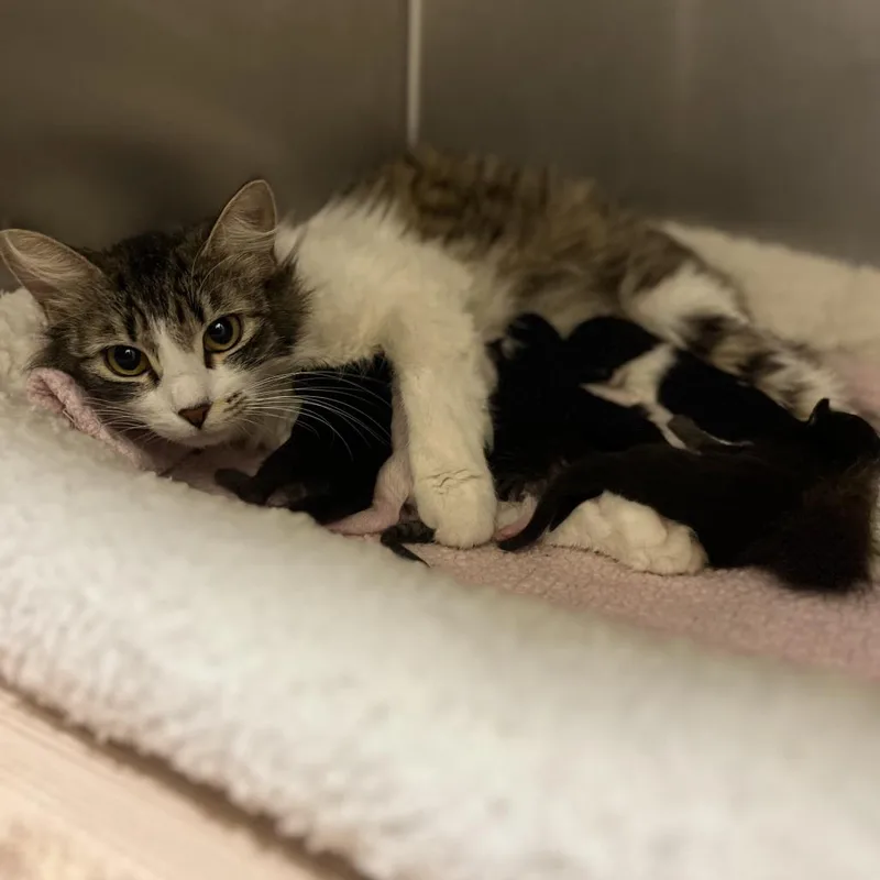 A young medium-sized female Brown / Chocolate Domestic Medium Hair cat named Calzone for adoption in Sonoma, CA