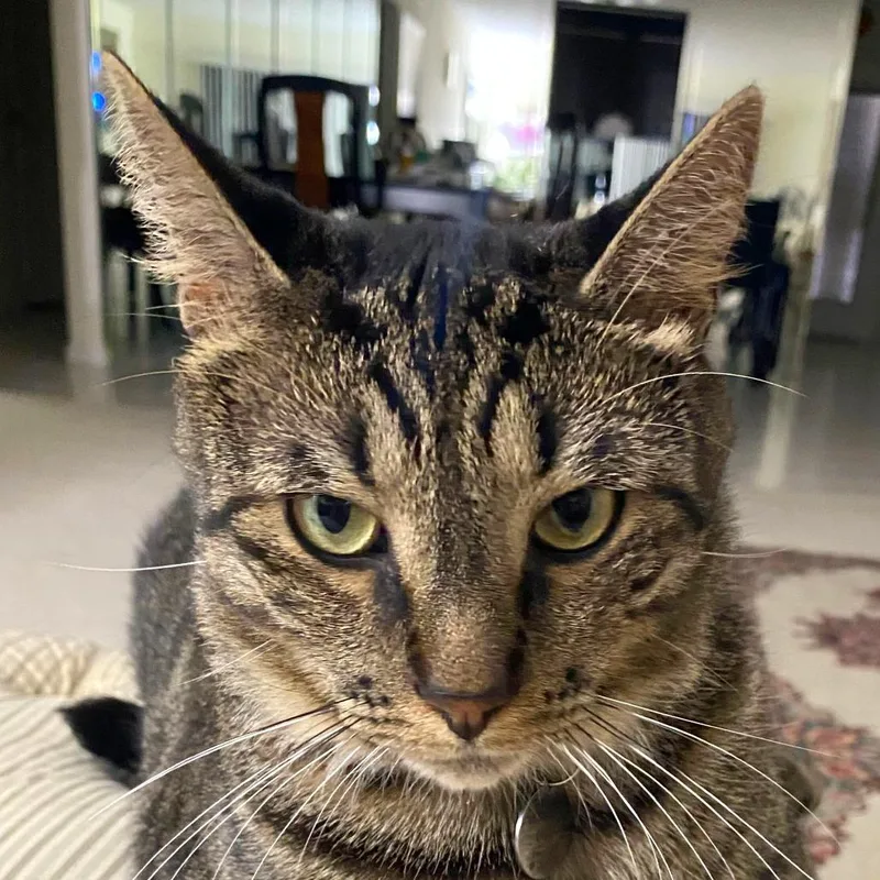 An adult small-sized male Domestic Short Hair cat named Malush for adoption in Boston, MA