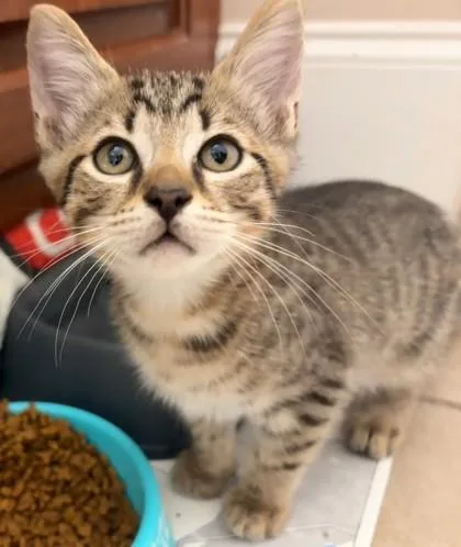 A baby small-sized male Tabby (Gray / Blue / Silver) Domestic Short Hair cat named Nickie at PetSmart in for adoption in Bishop, GA