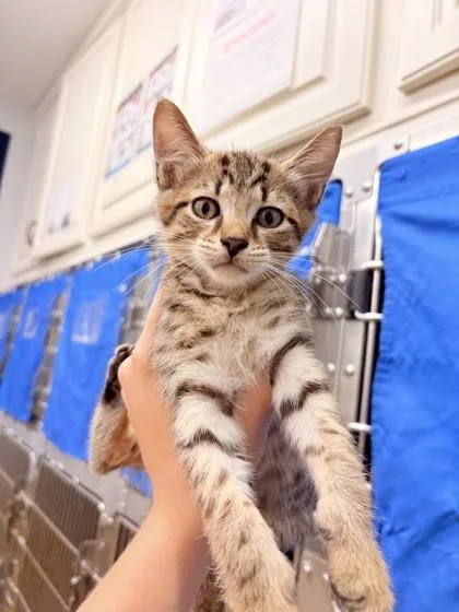 Nickie at PetSmart in thumbnail 2