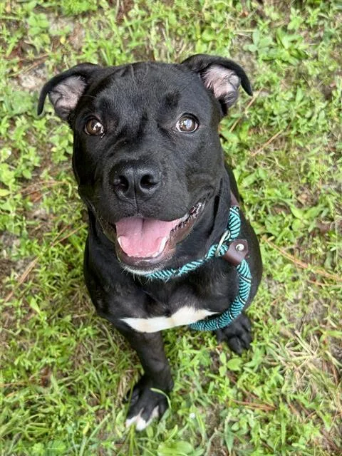 A young small-sized male Mixed Breed dog named Squishy for adoption in Fort Walton Beach, FL