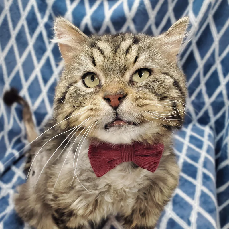 An adult large-sized male Tabby (Brown / Chocolate) Domestic Long Hair cat named Hugo for adoption in Ottawa, IL
