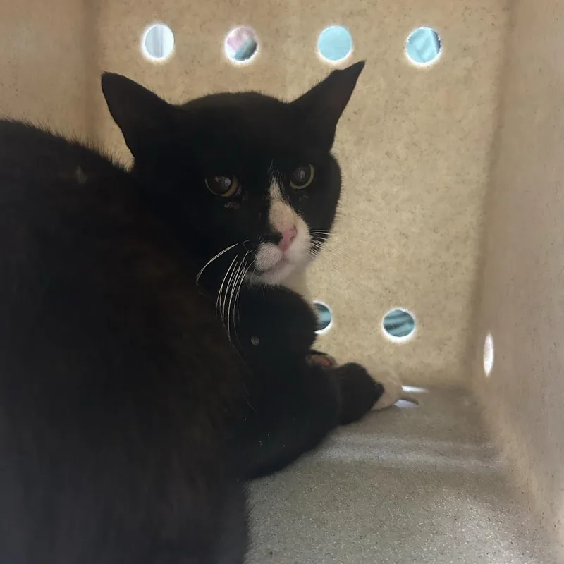 An adult large-sized male Black Domestic Short Hair cat named Working Cat Thurston for adoption in Tacoma, WA