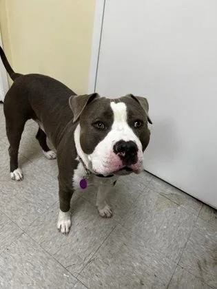 An adult large-sized male Pit Bull Terrier dog named Ace for adoption in Westland, MI