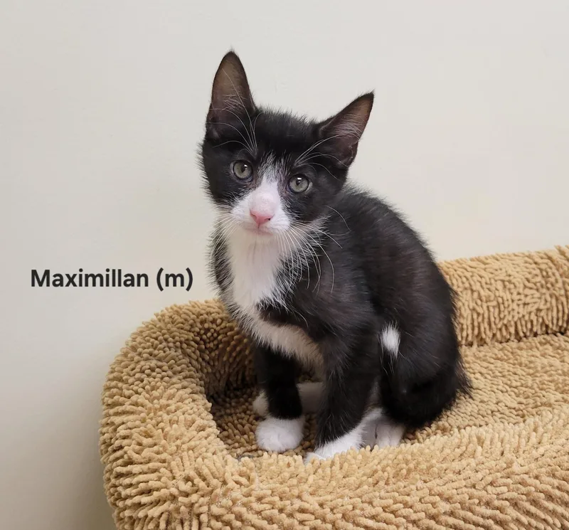 A young medium-sized male Black & White / Tuxedo Domestic Short Hair cat named Maximillian for adoption in Mazon, IL