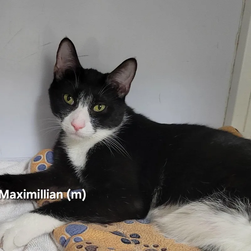 Maximillian thumbnail 2