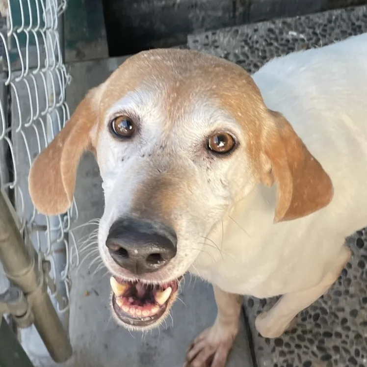 An adult medium-sized female Tricolor (Brown, Black, & White) Treeing Walker Coonhound dog named Baby Maggie for adoption in Canoga Park, CA