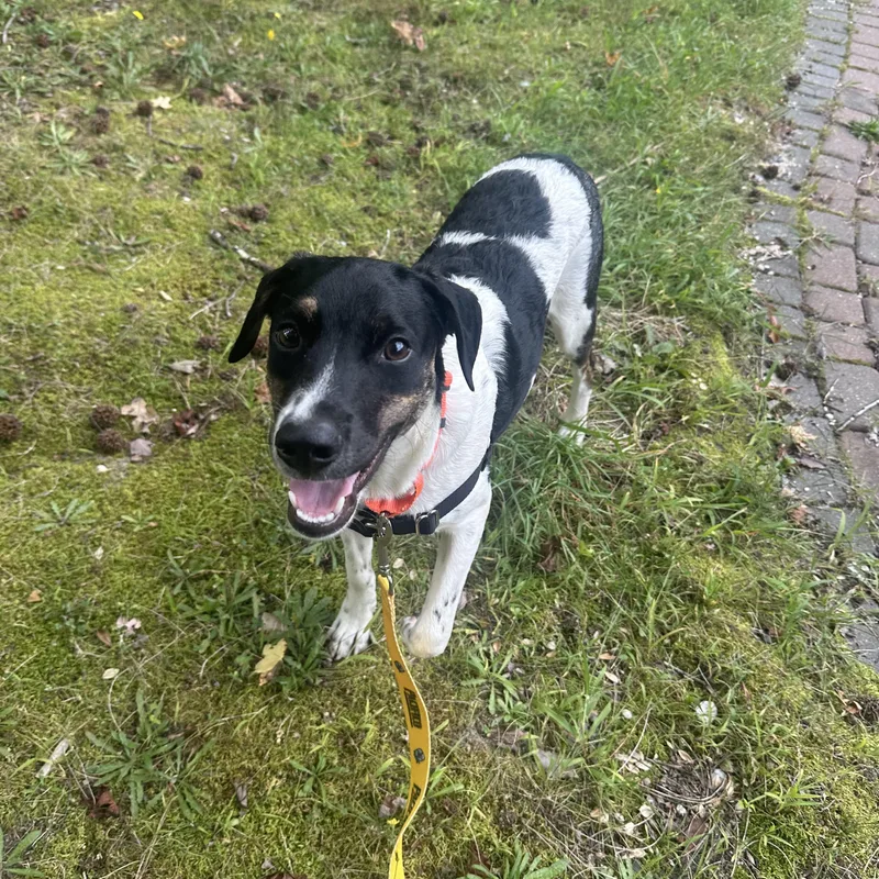 A baby small-sized male Mixed Breed dog named Curly for adoption in Ocean View, NJ