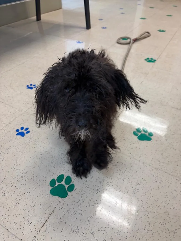 A young small-sized male Schnauzer dog named Jet for adoption in Newnan, GA