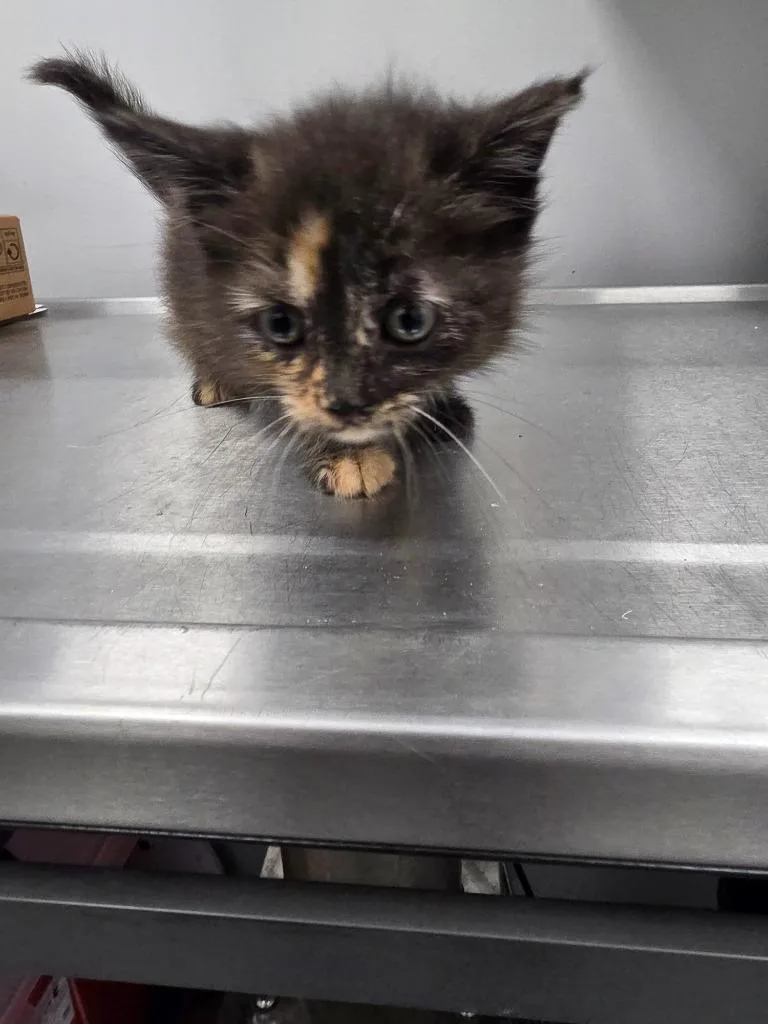 A baby small-sized female Domestic Short Hair cat named Gwen for adoption in Angola, IN