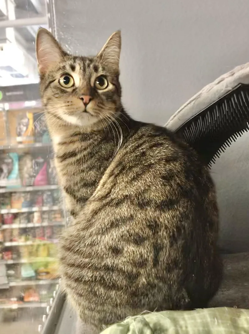 Cinnamon And Topaz thumbnail 2