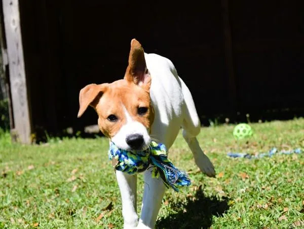 A baby medium-sized male Mixed Breed dog named Durin for adoption in Mobile, AL