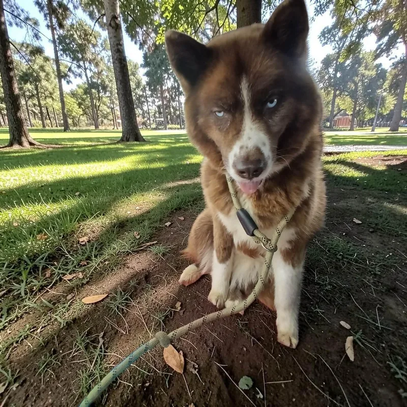 An adult medium-sized female Red / Chestnut / Orange Husky dog named Tondra for adoption in Lexington, KY