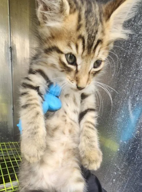 A baby small-sized male Domestic Short Hair cat named Lemon for adoption in San Antonio, TX
