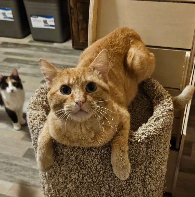 An adult medium-sized male Tabby (Orange / Red) Domestic Short Hair cat named Skip for adoption in Sioux City, IA