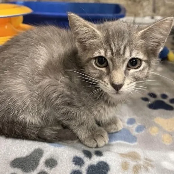 A baby small-sized female Gray / Blue / Silver Domestic Short Hair cat named Jemma for adoption in Boca Raton, FL
