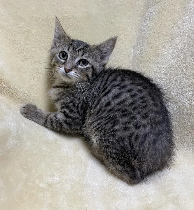 A baby small-sized female Domestic Short Hair cat named Zira for adoption in Jackson, MI