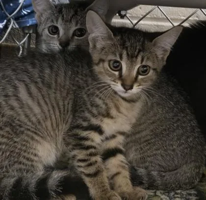 A baby small-sized male Domestic Short Hair cat named Raize for adoption in Gainesville, FL