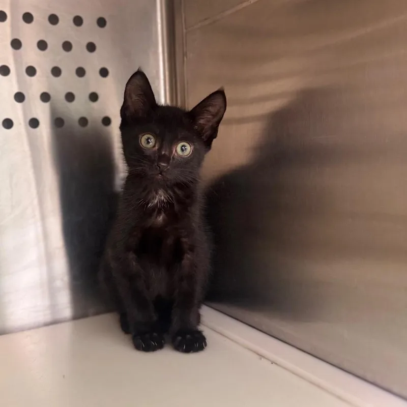 A baby small-sized male Black Domestic Short Hair cat named Goblin for adoption in Starkville, MS