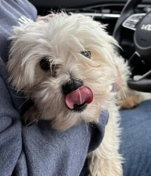 Bosco