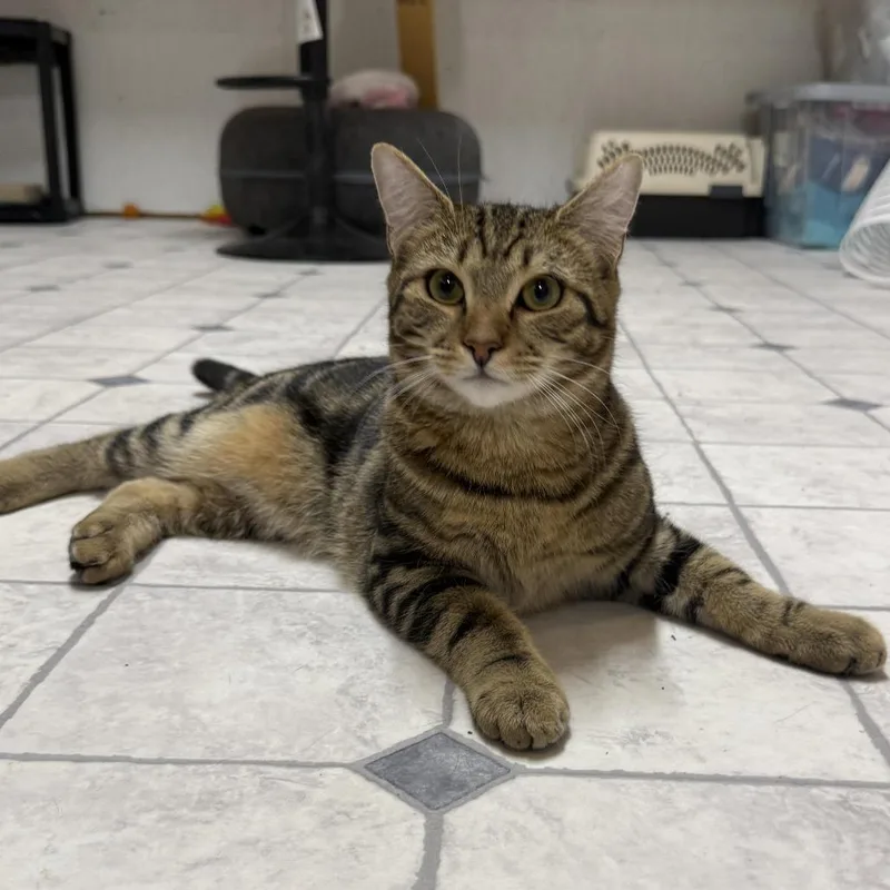 A baby small-sized male Buff / Tan / Fawn Domestic Short Hair cat named Lars for adoption in Talbott, TN