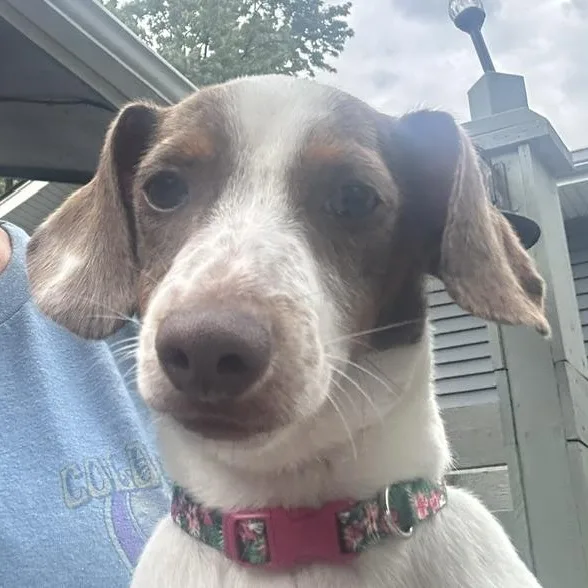 A baby small-sized male Brown / Chocolate Miniature Dachshund dog named Spencer Tracy for adoption in Omaha, NE