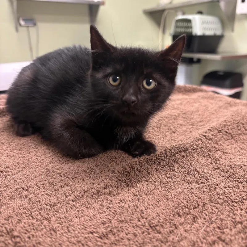 A baby small-sized male Black Domestic Short Hair cat named The Axeman for adoption in Binghamton, NY
