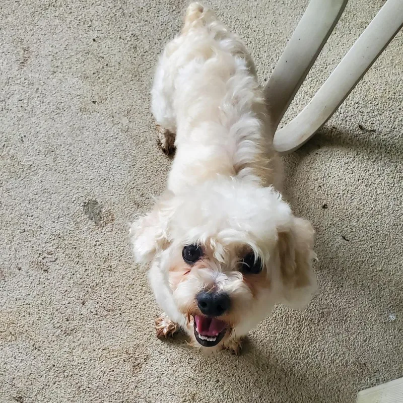 An adult small-sized male White / Cream Maltese dog named George for adoption in Santa Fe, TX