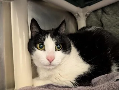 An adult extra large-sized male Domestic Short Hair cat named Thomas for adoption in Westland, MI