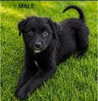 A baby medium-sized male Terrier dog named Arrow for adoption in West Bloomfield, MI