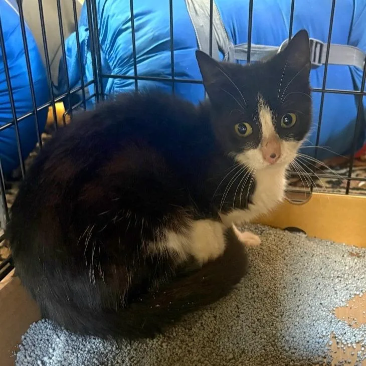 A young medium-sized female Black Domestic Short Hair cat named Molly for adoption in PITTSBURGH, PA