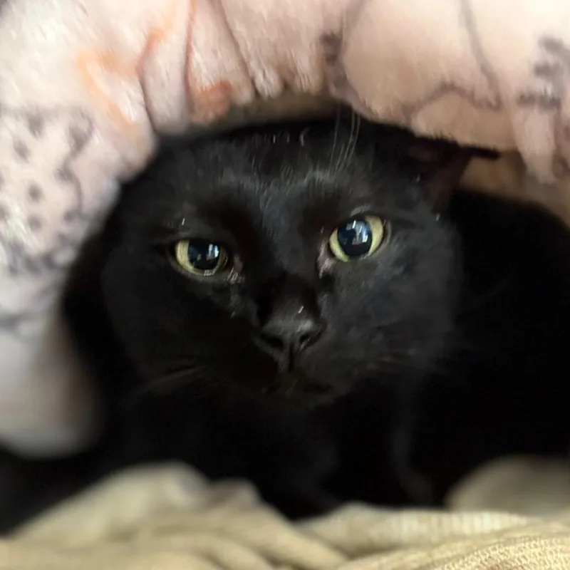 A senior medium-sized female Domestic Short Hair cat named Luna for adoption in Spokane, WA