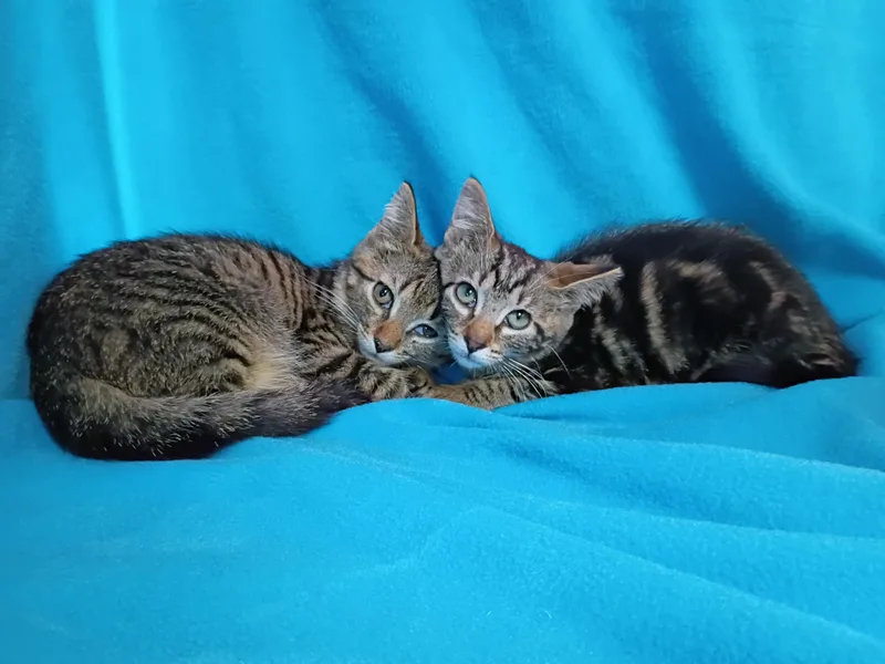 A baby medium-sized male Tabby (Brown / Chocolate) Domestic Short Hair cat named Gasket for adoption in Morgantown, WV