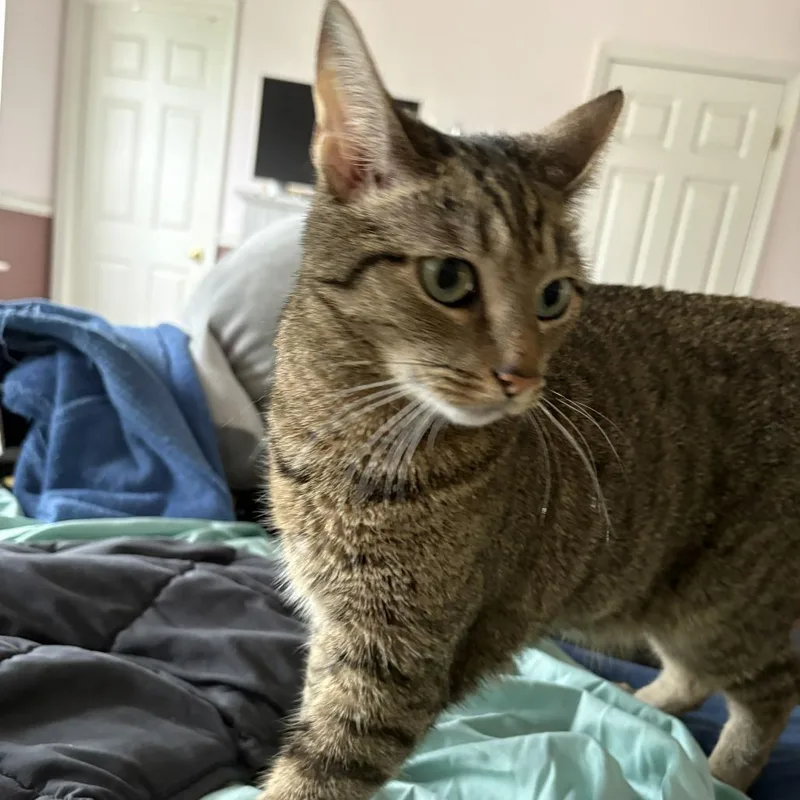 An adult medium-sized male Brown / Chocolate Domestic Short Hair cat named Little Jack for adoption in Toms Brook, VA