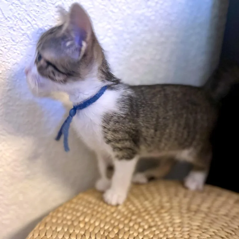 A baby small-sized male White Domestic Short Hair cat named Ultimate Soy Milkshake for adoption in Austin, TX