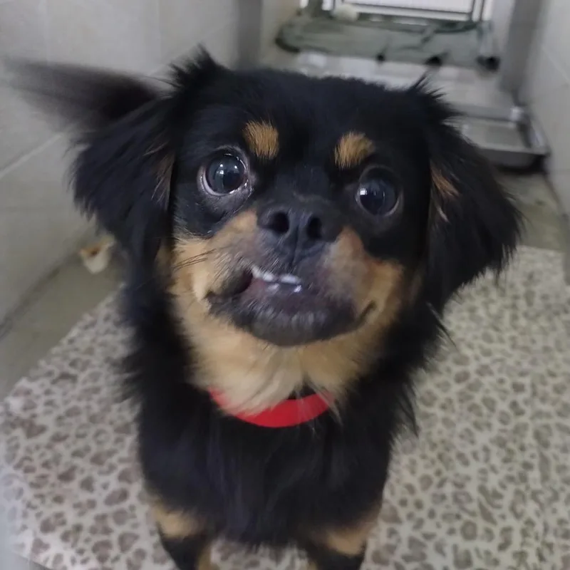 An adult small-sized female Cavalier King Charles Spaniel dog named Auntie Ethel for adoption in San Jacinto, CA