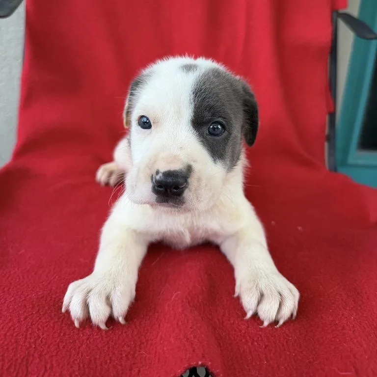 A baby small-sized male White / Cream Terrier dog named Doohickey for adoption in Carencro, LA
