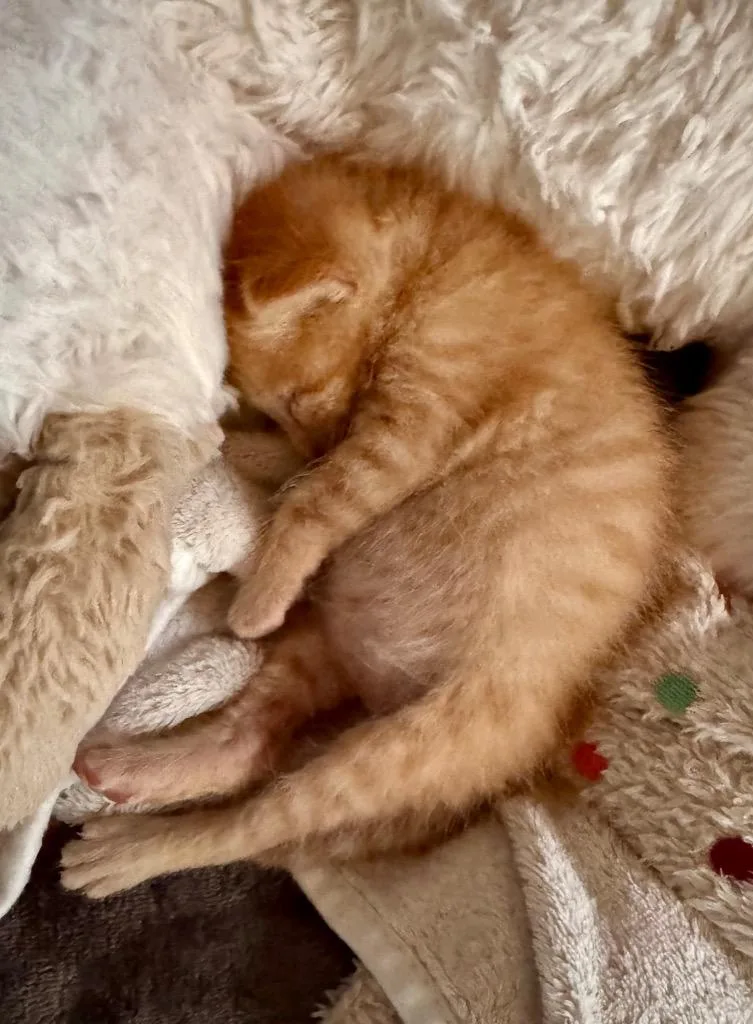A baby small-sized male Domestic Medium Hair cat named Sullivan for adoption in Leonardtown, MD