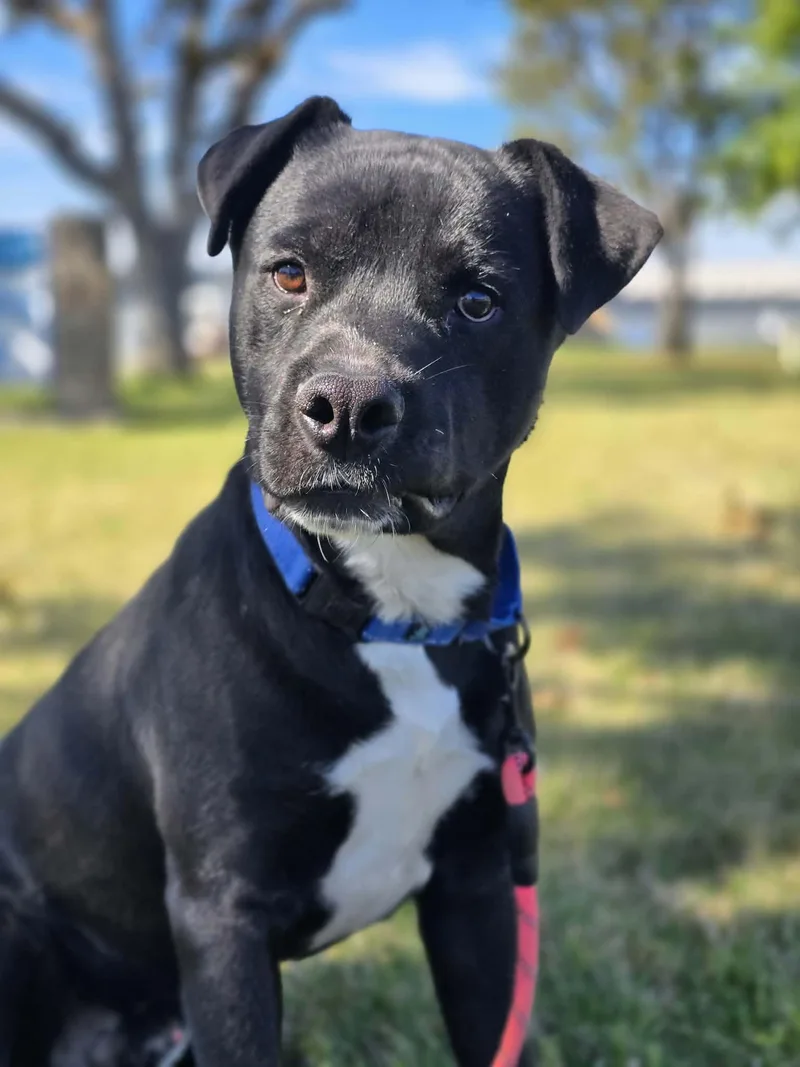 An adult large-sized male Black Pit Bull Terrier dog named Wee Woo for adoption in Grants Pass, OR
