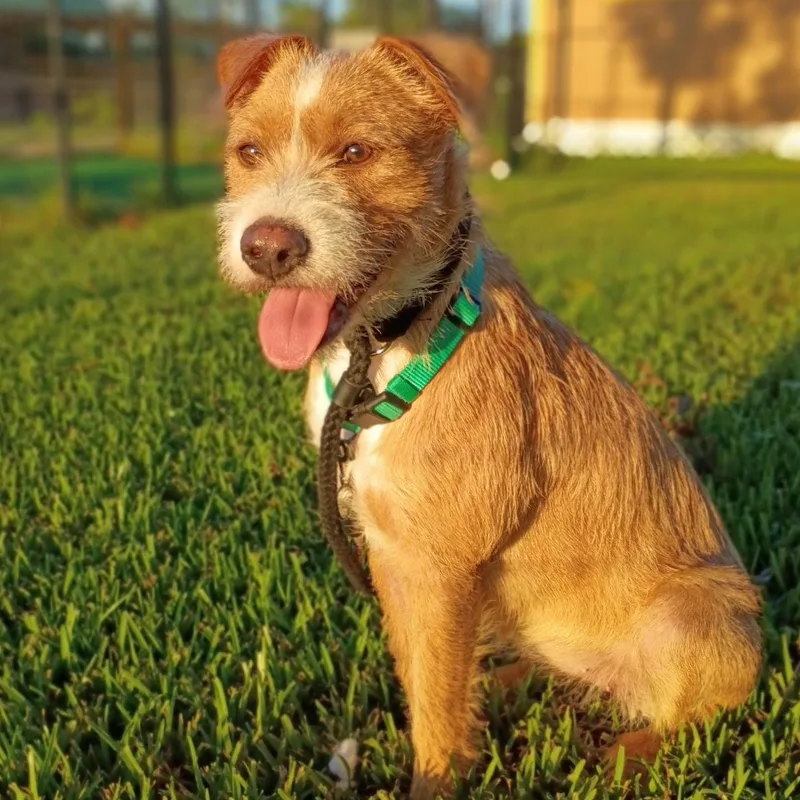 A young medium-sized female Border Terrier dog named Brooklyn Daisy for adoption in Houston, TX