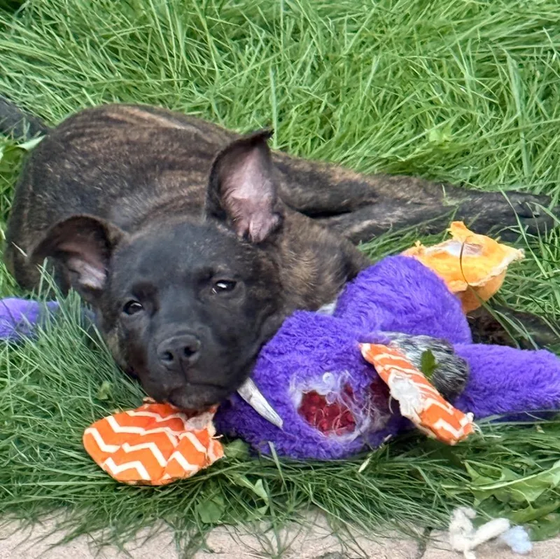 A baby medium-sized female Pit Bull Terrier dog named Astara for adoption in Fort Lupton, CO