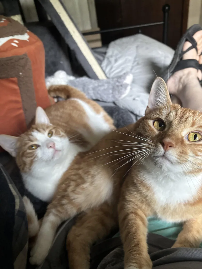A baby medium-sized male Orange & White Domestic Short Hair cat named Gingerbread for adoption in Cincinnati, OH