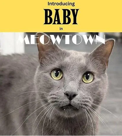 An adult medium-sized male Gray / Blue / Silver Domestic Short Hair cat named Baby for adoption in Herndon, VA