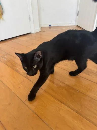 A baby small-sized male Domestic Short Hair cat named Soap for adoption in Elk Grove, CA