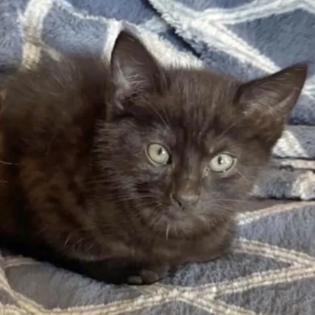 A baby small-sized female Black Domestic Short Hair cat named Bellatrix for adoption in Huntsville, AL