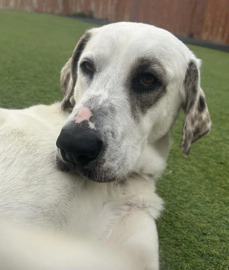 An adult large-sized female White / Cream Hound dog named Buttons for adoption in Sadler, TX